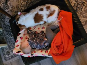 Valparna föddes på Esters 1-årsdag. Här sover Lisa och Ester