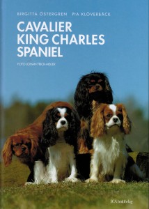 Bok Cavaliler King Charles Spaniel