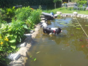 Charlie tror ha är en "Fiskhund" inte en "Fågelhund"