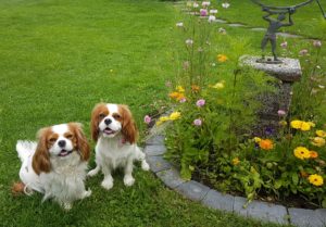 Stella och Stacy