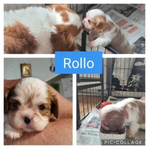 Pick Me Up Rollo