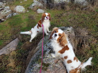 Lisa och Stella