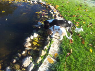 Stella Charlie dricker vatten i dammen