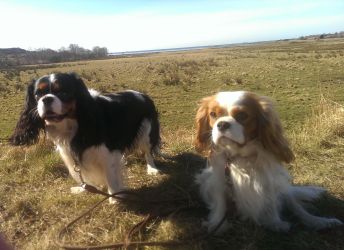 Stella o Charlie strandängar