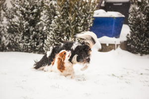 Stella och Charlie