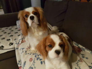 Ljuvliga Stella och STacy