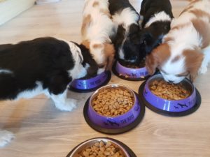 Valplunch