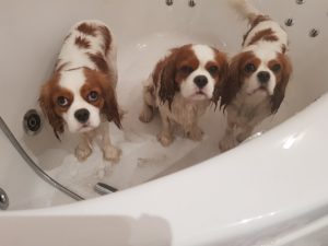 Julbadet