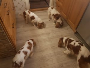 Vincent på besök hos oss,Stella, Lisa, Stacy och Vincent