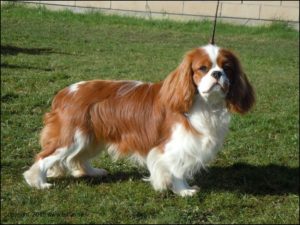Yogi från Toftas Kennel