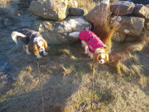 Vincent och Stacy