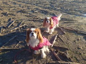 Stella och Lisa