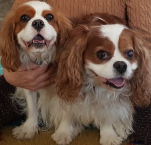 Stella och Yogi