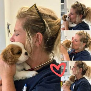 Mys ho veterinären