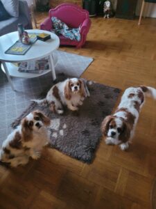 Lisa, Stella och Stacy
